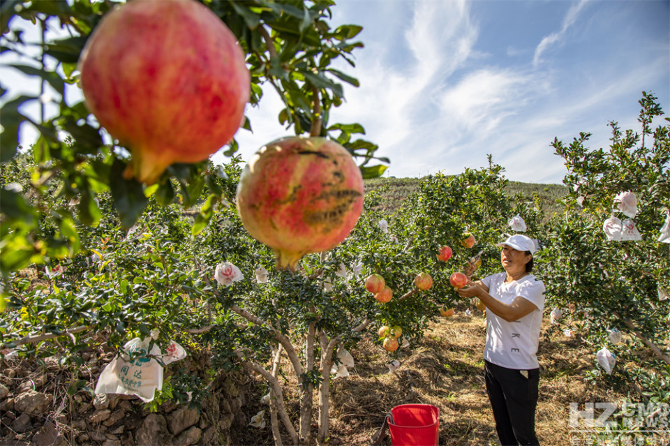 探寻会泽盐水石榴古树王