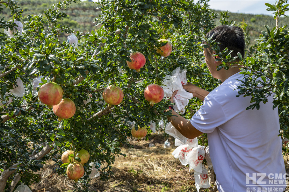 探寻会泽盐水石榴古树王
