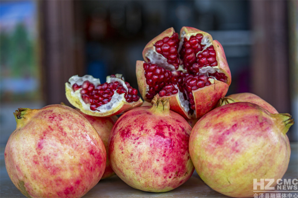 探寻会泽盐水石榴古树王
