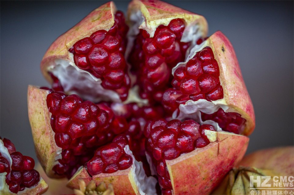 探寻会泽盐水石榴古树王