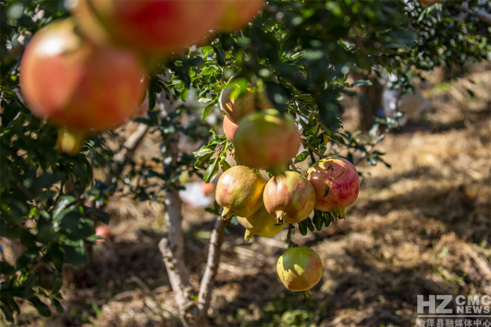 探寻会泽盐水石榴古树王