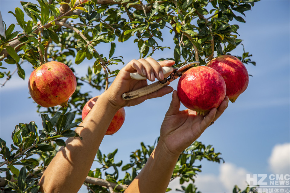 探寻会泽盐水石榴古树王