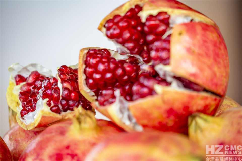 探寻会泽盐水石榴古树王