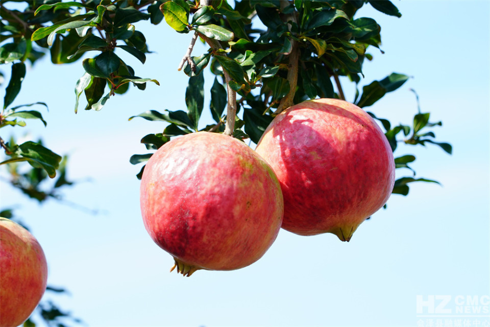 探寻会泽盐水石榴古树王