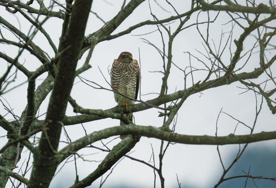 德宏梁河南底河国家湿地公园倦鸟归巢